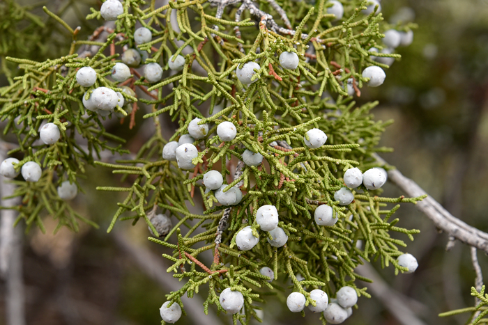 California Juniper is a cone bearing gymnosperm which means the plant does not have flowers which are (Angiosperms). The pollen cones are spheric to ovoid bluish, maturing brown-blue to red-brown in the second year. Juniperus californica